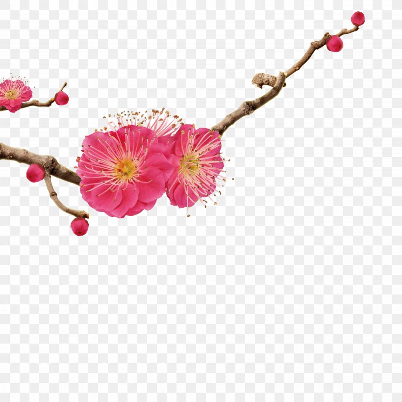 Apricot Icon, PNG, 4724x4724px, Plum Blossom, Ameixeira, Apricot, Blossom, Branch Download Free