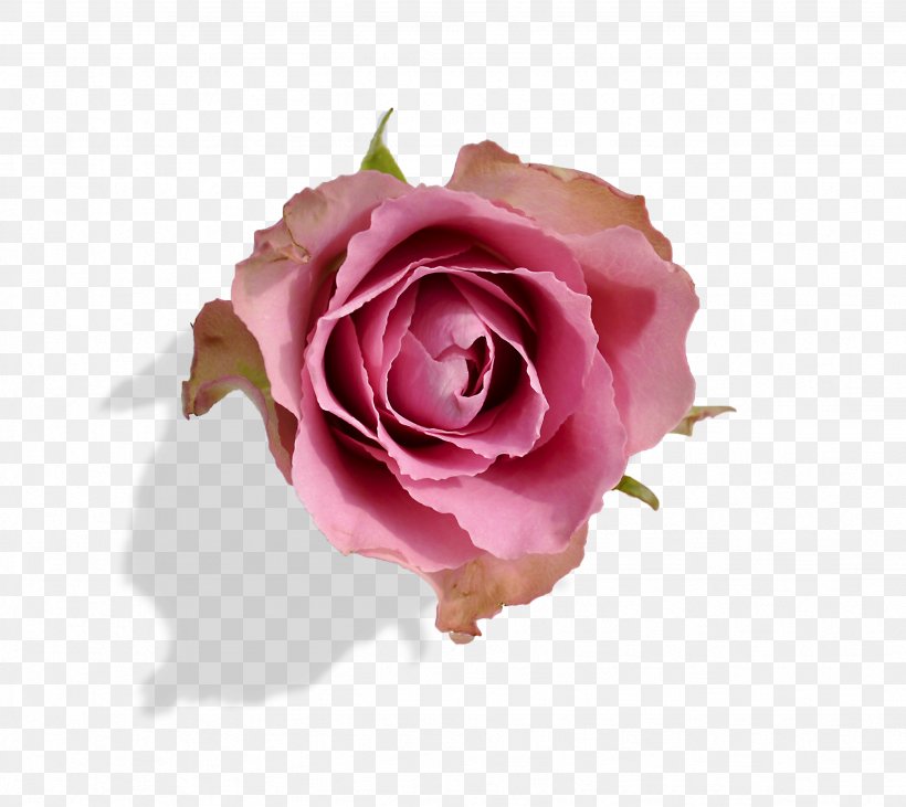 Garden Roses Einführung In Die Vererbungslehre Cabbage Rose Quotation, PNG, 2464x2199px, Garden Roses, Cabbage Rose, Close Up, Crossstitch, Cut Flowers Download Free