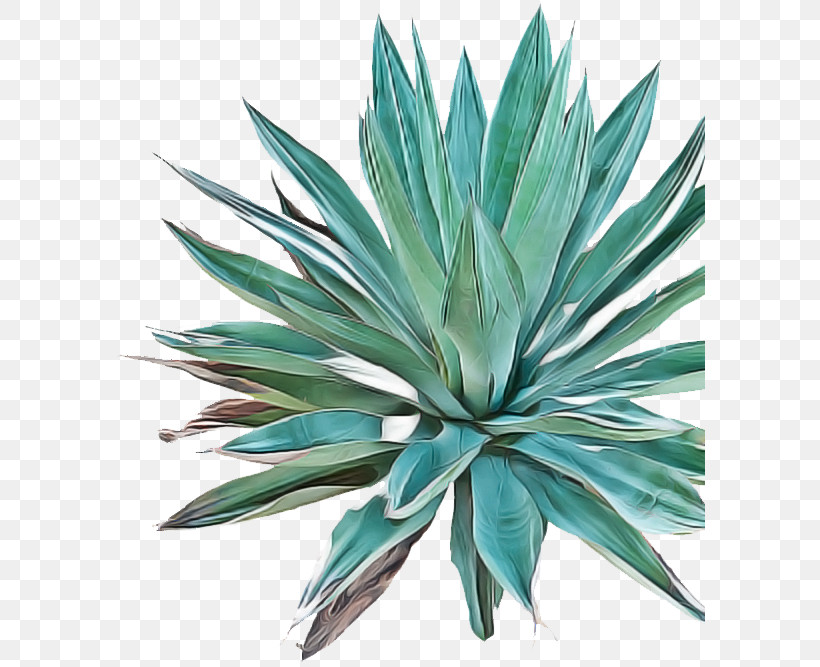 Mezcal Tequila Agave Tequilana Mexican Cuisine Agave Angustifolia, PNG, 590x667px, Mezcal, Agave, Agave Angustifolia, Agave Cupreata, Agave Potatorum Download Free