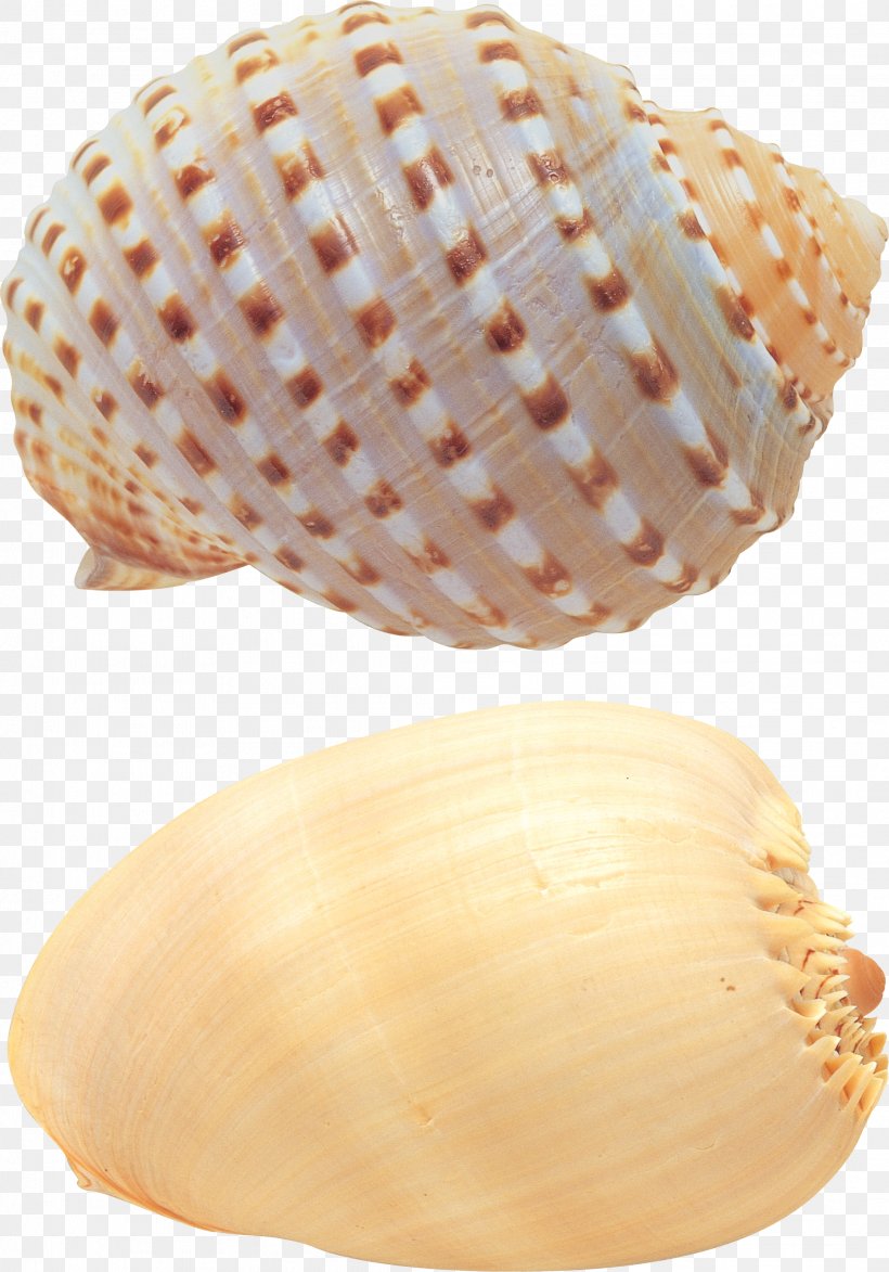 Seafood Cockle Plateau De Fruits De Mer, PNG, 2123x3037px, Seafood, Clam, Clams Oysters Mussels And Scallops, Cockle, Conch Download Free