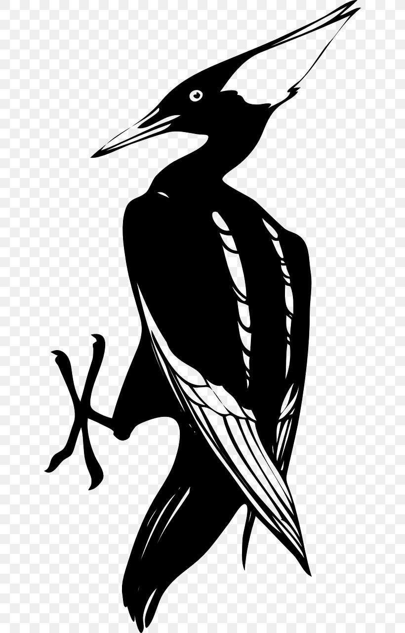 Woody Woodpecker Ivory-billed Woodpecker Clip Art, PNG, 642x1280px, Woody Woodpecker, Art, Beak, Bird, Black And White Download Free