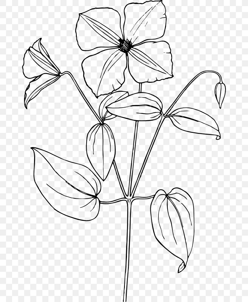 Drawing Flower Clip Art, PNG, 674x1000px, Drawing, Arabian Jasmine, Area, Artwork, Black Download Free