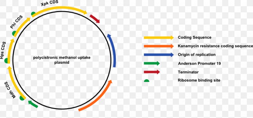 International Genetically Engineered Machine Plasmid Bacteria E. Coli, PNG, 1000x468px, Plasmid, Aachen, Area, Bacteria, Brand Download Free