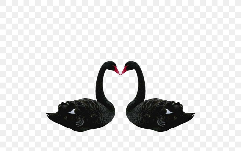 The Black Swan: The Impact Of The Highly Improbable Bird, PNG, 512x512px, Black Swan, Anatidae, Beak, Bird, Black Swan Theory Download Free