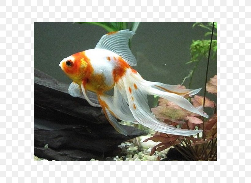 Veiltail Common Goldfish Koi Aquarium, PNG, 600x600px, Veiltail, Aquarium, Bony Fish, Breed, Common Goldfish Download Free