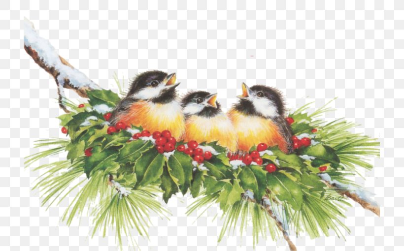 Christmas Ornament Beak Branching, PNG, 723x510px, Christmas Ornament, Beak, Bird, Branch, Branching Download Free