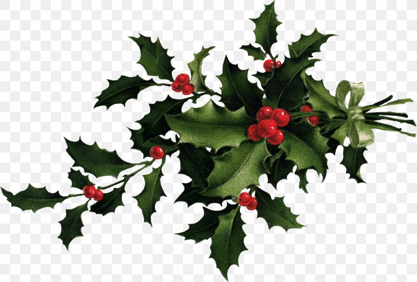 Desktop Wallpaper Common Holly Christmas Clip Art, PNG, 1600x1084px, Common Holly, Aquifoliaceae, Aquifoliales, Branch, Christmas Download Free
