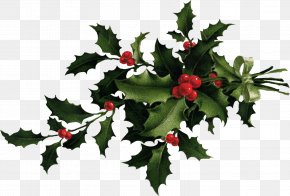 Christmas Holly PNG Image​  Gallery Yopriceville - High-Quality