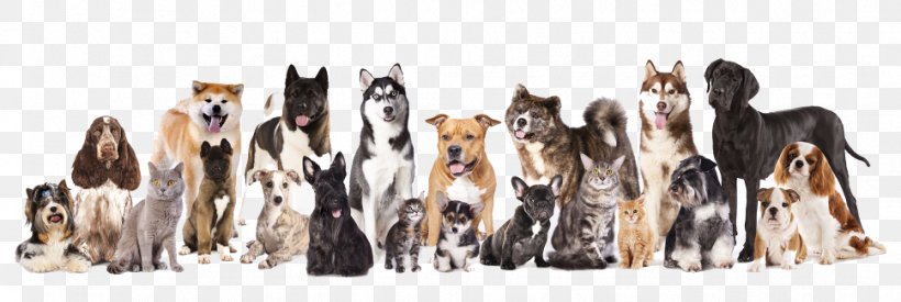Dog–cat Relationship Pet Dog Grooming Raw Feeding, PNG, 969x326px, Cat, Animal, Animal Euthanasia, Animal Figure, Canine Influenza Download Free