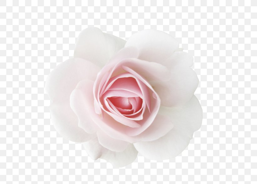 Garden Roses Centifolia Roses Cut Flowers Beach Rose, PNG, 600x589px, Garden Roses, Beach Rose, Centifolia Roses, Cut Flowers, Floribunda Download Free