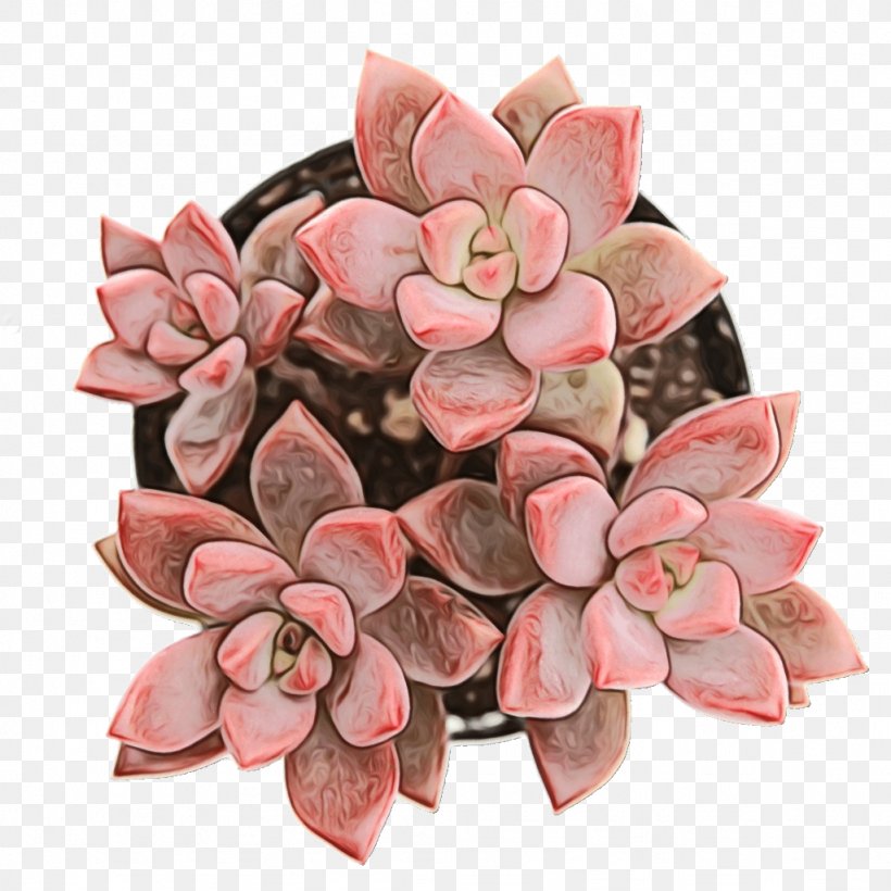 Pink Flower Cartoon, PNG, 1024x1024px, Succulent Plant, Cactus, Cut Flowers, Echeveria, Echeveria Elegans Download Free