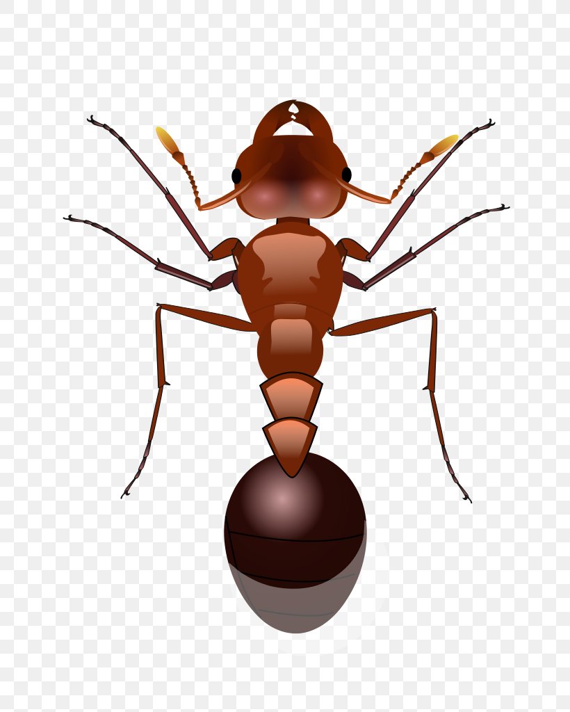 Red Imported Fire Ant Clip Art, PNG, 694x1024px, Ant, Arthropod, Bullet Ant, Digital Image, Drawing Download Free