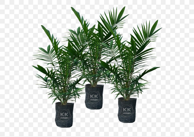 Date Palm Flowerpot Houseplant Evergreen Shrub, PNG, 608x582px, Date Palm, Arecaceae, Arecales, Evergreen, Flowerpot Download Free