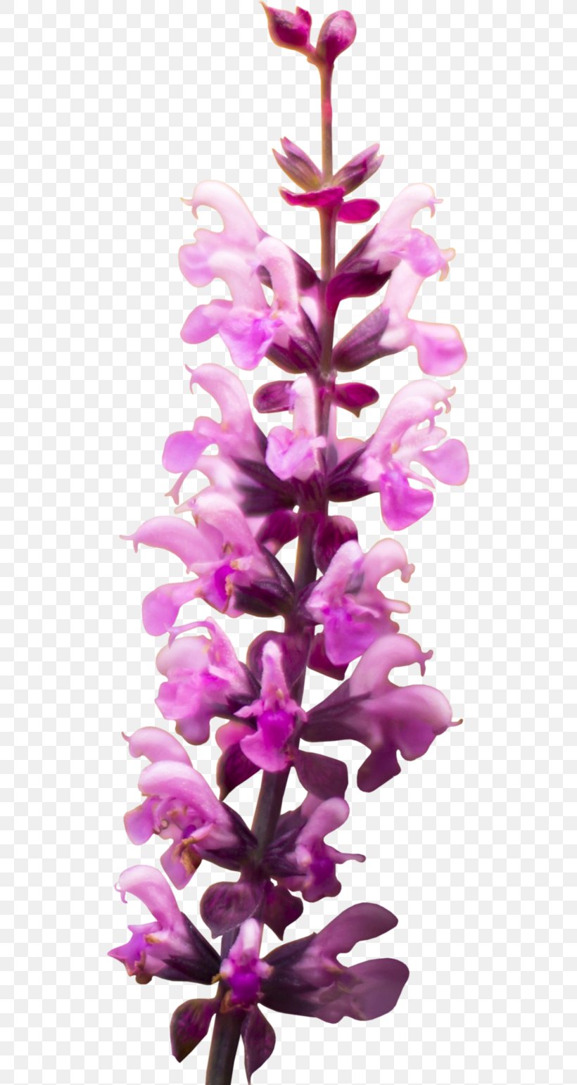 Flower Snapdragons Lilac Purple Clip Art, PNG, 517x1542px, Flower, Artificial Flower, Cut Flowers, Flowering Plant, Larkspur Download Free
