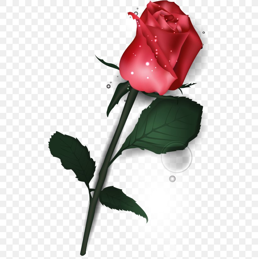 Garden Roses Valentine's Day Flower Beach Rose, PNG, 516x826px, Garden Roses, Beach Rose, Blue Rose, Bud, Cut Flowers Download Free