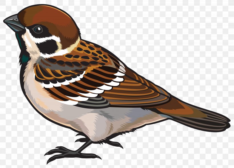 House Sparrow Bird Clip Art, PNG, 4000x2882px, Sparrow, Beak, Bird, Drawing, Fauna Download Free