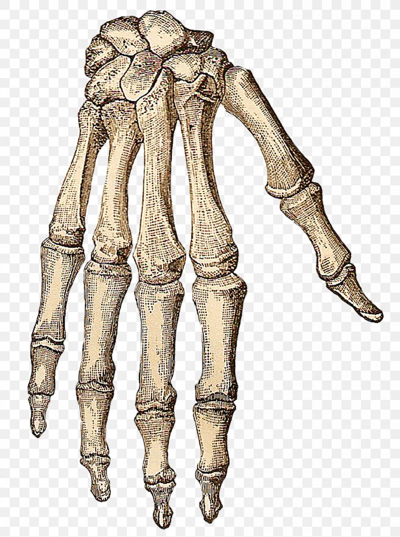 Human Skeleton Hand Bone Clip Art, PNG, 1050x1410px, Skeleton, Anatomy, Appendicular Skeleton, Arm, Axial Skeleton Download Free