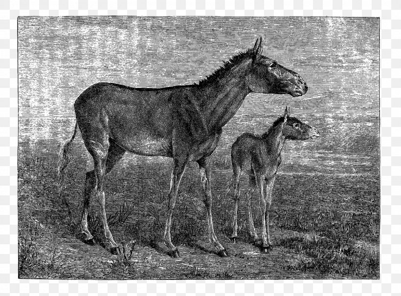 Mare Mule Foal Mustang Stallion, PNG, 1600x1184px, Mare, Animal, Black And White, Colt, Fauna Download Free