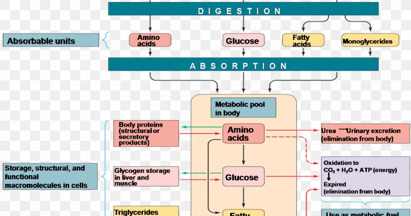 Nutrient Metabolism Carbohydrate Metabolic Pathway Fatty Acid, PNG, 1200x630px, Nutrient, Amino Acid, Area, Carbohydrate, Carbohydrate Metabolism Download Free