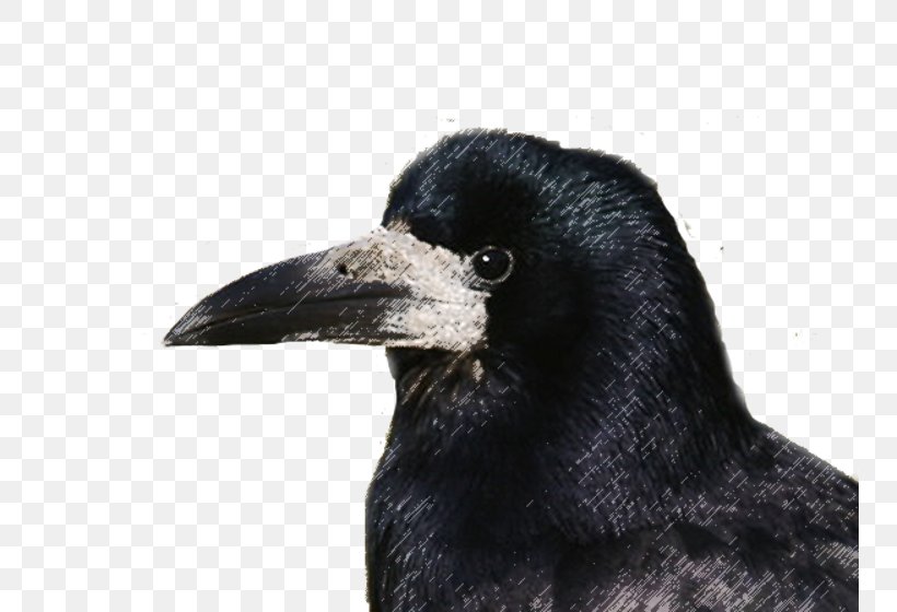 Rook American Crow Die Saatkrähe Bird New Caledonian Crow, PNG, 750x560px, Rook, American Crow, Beak, Bird, Canis Download Free