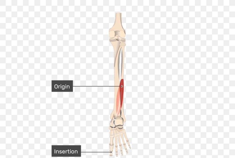 Tibialis Posterior Muscle Tibialis Anterior Muscle Origin And Insertion Flexor Hallucis Longus Muscle, PNG, 540x550px, Tibialis Posterior Muscle, Anatomy, Arm, Flexor Digitorum Longus Muscle, Flexor Digitorum Profundus Muscle Download Free