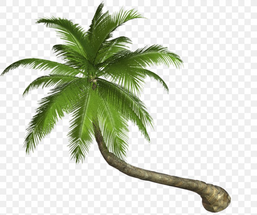 Arecaceae Clip Art, PNG, 1600x1337px, Arecaceae, Arecales, Attalea Speciosa, Borassus Flabellifer, Coconut Download Free