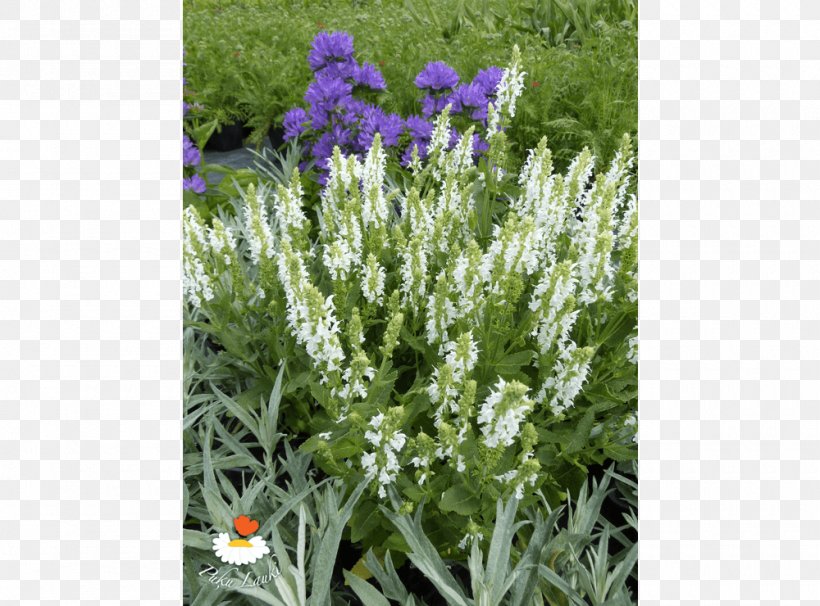 English Lavender French Lavender Subshrub Hyssopus, PNG, 1000x740px, English Lavender, Annual Plant, Flower, Flowering Plant, French Lavender Download Free