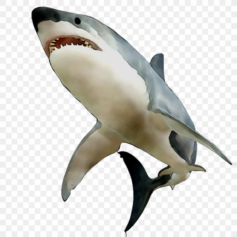 Great White Shark Requiem Sharks Mackerel Sharks Fin Human Body, PNG, 1044x1044px, Great White Shark, Animal Figure, Biology, Body Language, Bodysuit Download Free