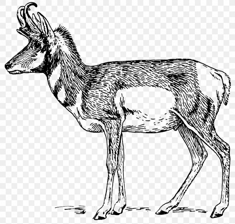 Antelope Pronghorn Gazelle Clip Art, PNG, 900x860px, Antelope, Animal  Figure, Black And White, Camel Like Mammal,