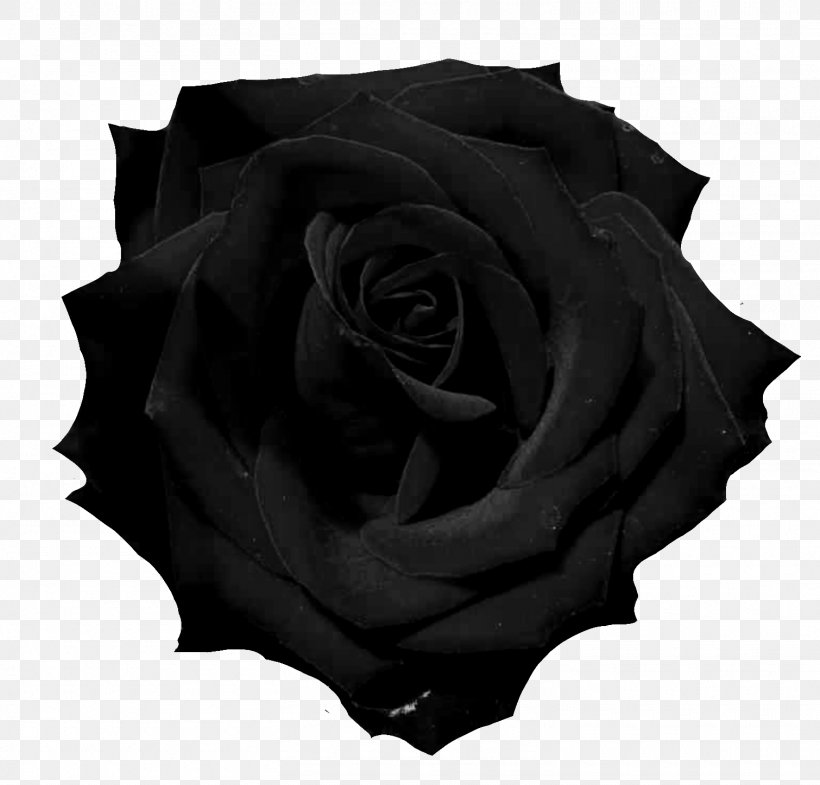 Black Rose Photography, PNG, 1510x1447px, Rose, Black, Black And White, Black Rose, Description Download Free