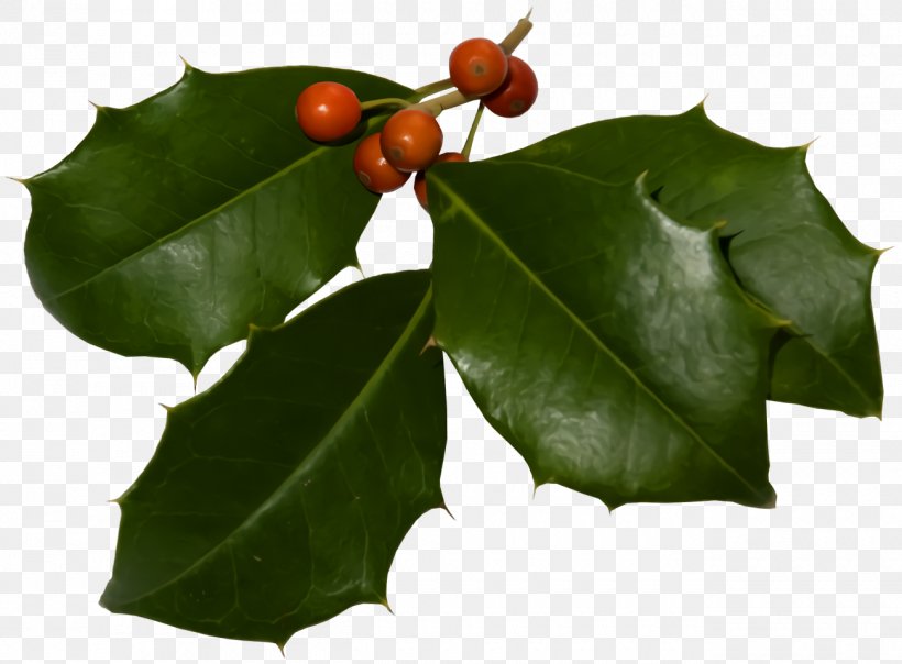 Christmas Holly Ilex Holly, PNG, 1300x958px, Christmas Holly, American Holly, Christmas, Flower, Holly Download Free