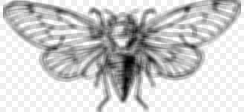Cicadidae Cicada 3301 Coloring Book Drawing Insect, PNG, 800x378px, Cicadidae, Arthropod, Artwork, Auchenorrhyncha, Black And White Download Free