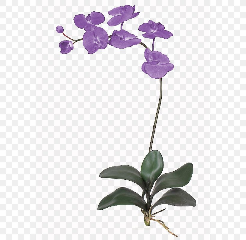 Flower Orchids Petal Plant Stem, PNG, 800x800px, Flower, Arrangement, Branch, Diary, Flora Download Free