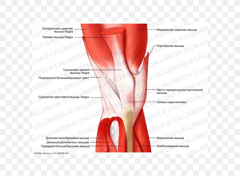 Muscle Tissue Knee Anatomy Muscular System, PNG, 600x600px, Watercolor, Cartoon, Flower, Frame, Heart Download Free