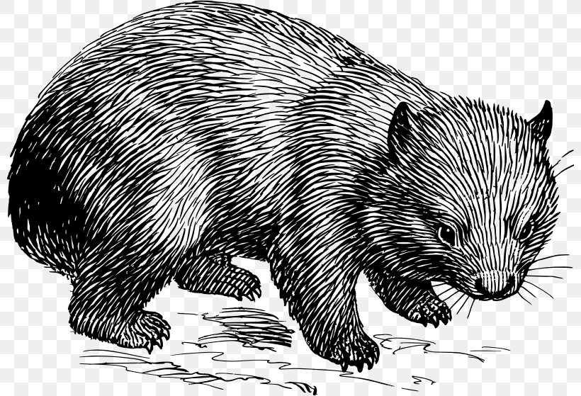 Wombat Rat Marsupial Drawing Koala, PNG, 800x559px, Wombat, Bear, Beaver, Black And White, Carnivoran Download Free