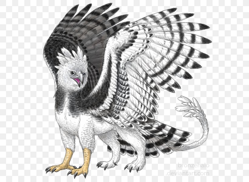Bird Harpy Eagle Griffin, PNG, 600x600px, Bird, Animal, Art, Beak, Bird Of Prey Download Free