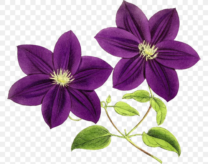 Flower Purple Violet Clip Art, PNG, 764x648px, Flower, Blue, Clematis, Color, Flowering Plant Download Free