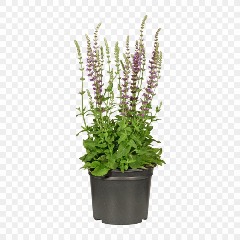 Luxury Background, PNG, 1250x1250px, Garden, Aldi, Astilbe, Beardtongue, Beardtongues Download Free