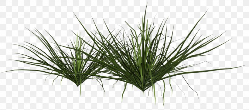 Shrub Grasses Plant Pampas Grass, PNG, 1000x442px, Shrub, Deviantart, Grass, Grass Family, Grasses Download Free