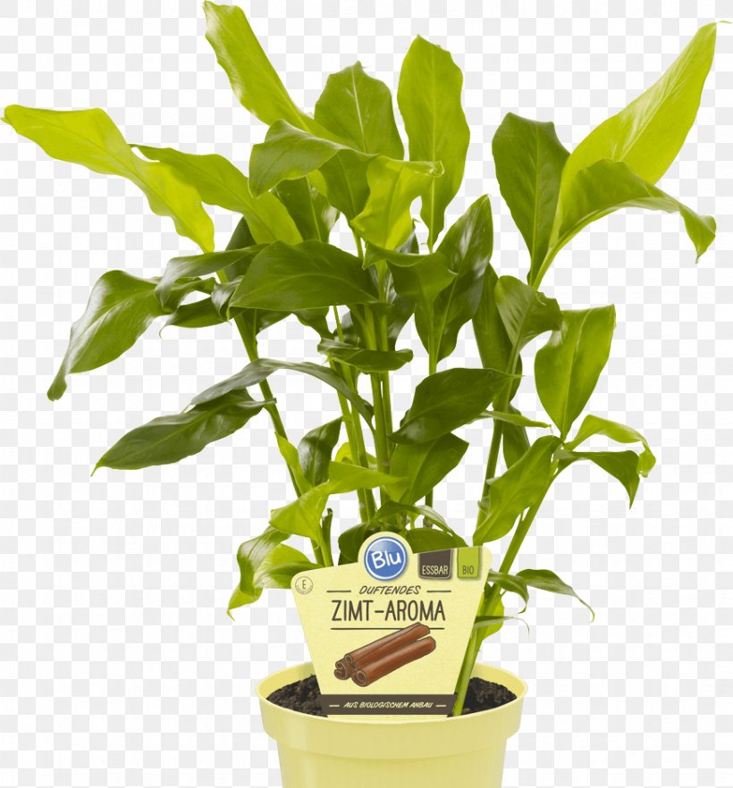 True Cardamom Embryophyta Indian Cuisine Herb, PNG, 870x936px, True Cardamom, Aroma, Cardamom, Cinnamomum Verum, Cinnamon Download Free