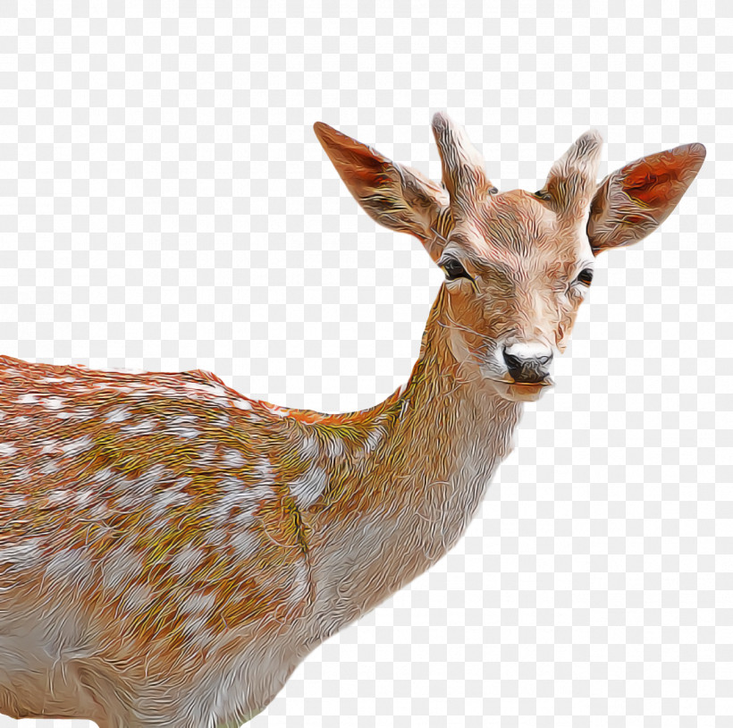 White-tailed Deer Deer Gazelle Springbok Antler, PNG, 1288x1280px, Whitetailed Deer, Antelope, Antler, Cartoon, Deer Download Free
