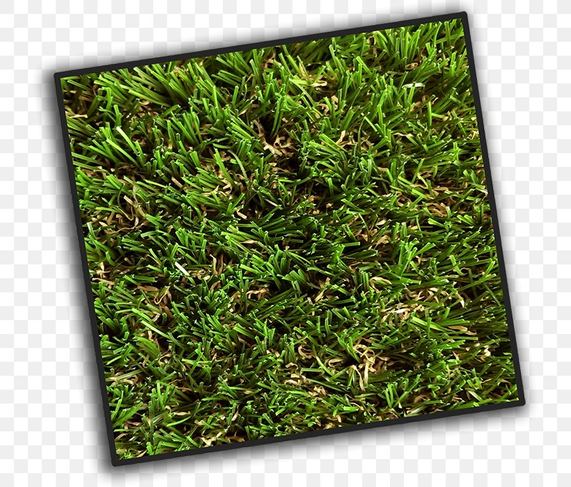 Artificial Turf Lawn Groundcover Turf King | Excellence In Artificial Grass, PNG, 731x700px, Artificial Turf, Bristol, Family, Grass, Grass Family Download Free