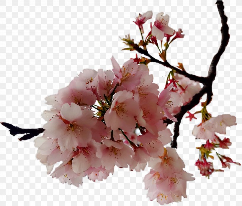 Cerasus Cherry Blossom, PNG, 3021x2570px, Cerasus, Blossom, Branch, Cherry, Cherry Blossom Download Free