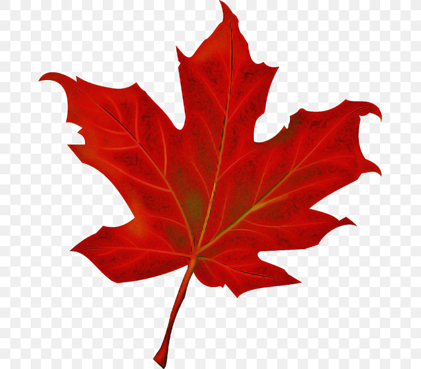 Maple Leaf, PNG, 669x720px, Leaf, Black Maple, Flower, Maple, Maple Leaf Download Free