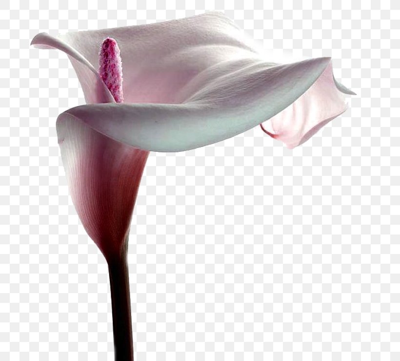 Arum Lilies Centerblog Flower Magnolia, PNG, 714x739px, Watercolor, Cartoon, Flower, Frame, Heart Download Free