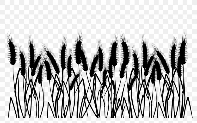 Black & White, PNG, 1024x637px, Black White M, Black M, Blackandwhite, Grass, Grass Family Download Free