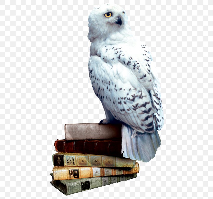 Harry Potter And The Philosopher's Stone Rubeus Hagrid Hedwig Hogwarts, PNG, 460x768px, Harry Potter, Beak, Bird, Bird Of Prey, Falcon Download Free