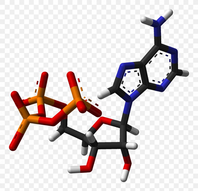 Adenosine Triphosphate Coenzyme Adenine Nucleotide, PNG, 1100x1063px, Adenosine Triphosphate, Adenine, Adenosine, Biology, Cell Download Free