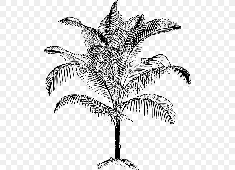 Arecaceae Drawing Coconut Clip Art, PNG, 510x596px, Arecaceae, Archontophoenix Alexandrae, Archontophoenix Cunninghamiana, Arecales, Black And White Download Free