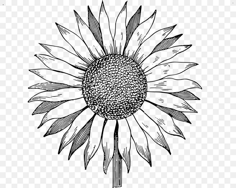 Download Clip Art, PNG, 800x655px, Royaltyfree, Artwork, Black And White, Common Sunflower, Cut Flowers Download Free